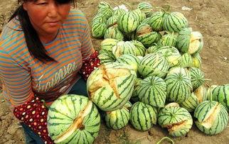 泰国西瓜最新爆料视频,揭秘视频背后的惊人真相！